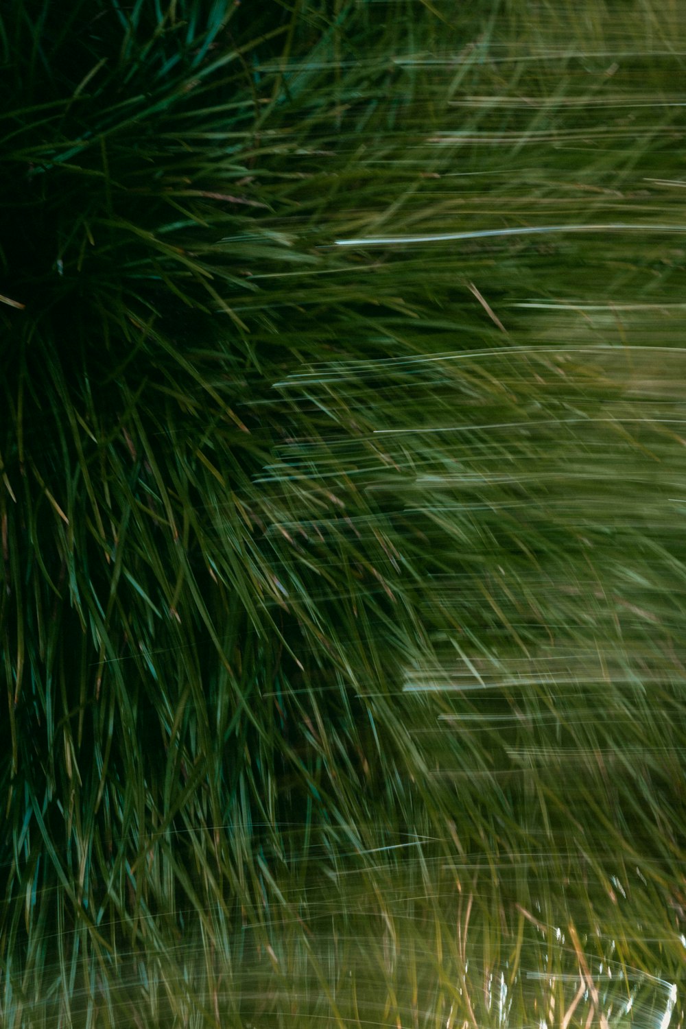 a close-up of some grass