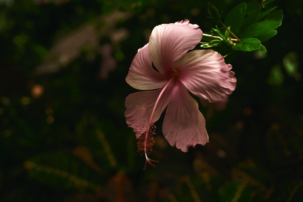 a pink flower with green leaves