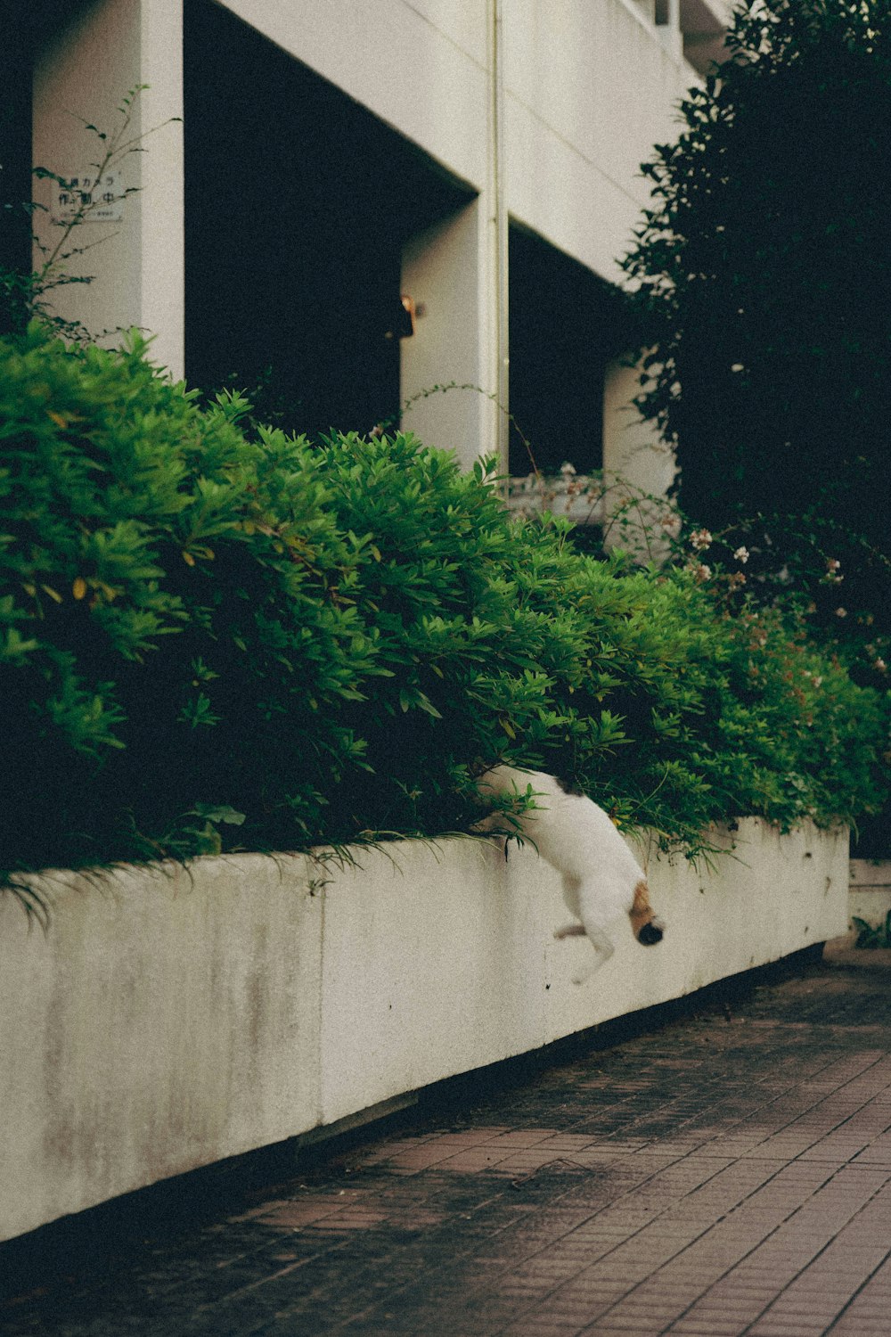 a cat climbing on a wall