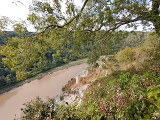 A scenic view of Manas National Park showcasing lush greenery and a river flowing through the landscape.