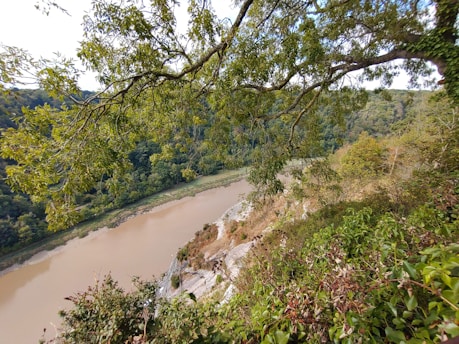 A scenic view of Manas National Park showcasing lush greenery and a river flowing through the landscape.