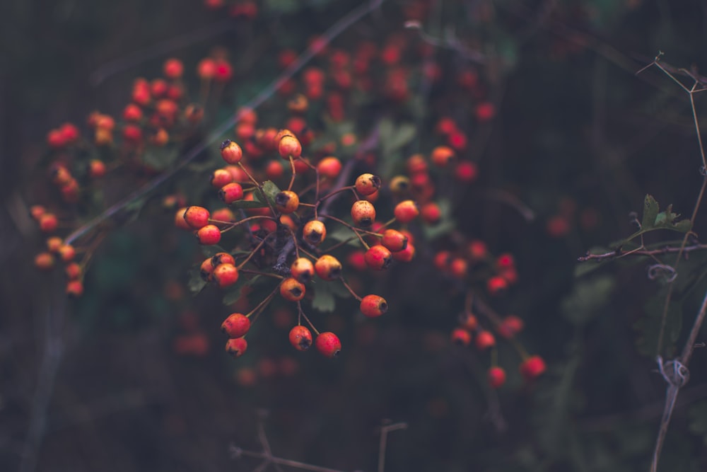 a close up of some berries