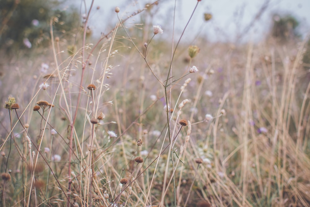 a field of flowers