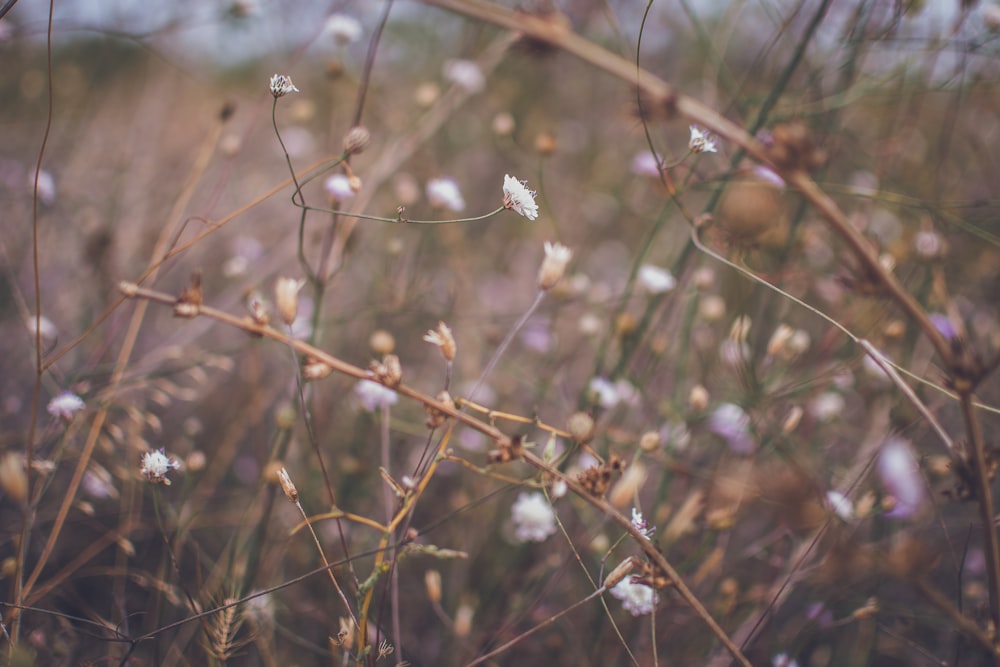 un gros plan de quelques fleurs