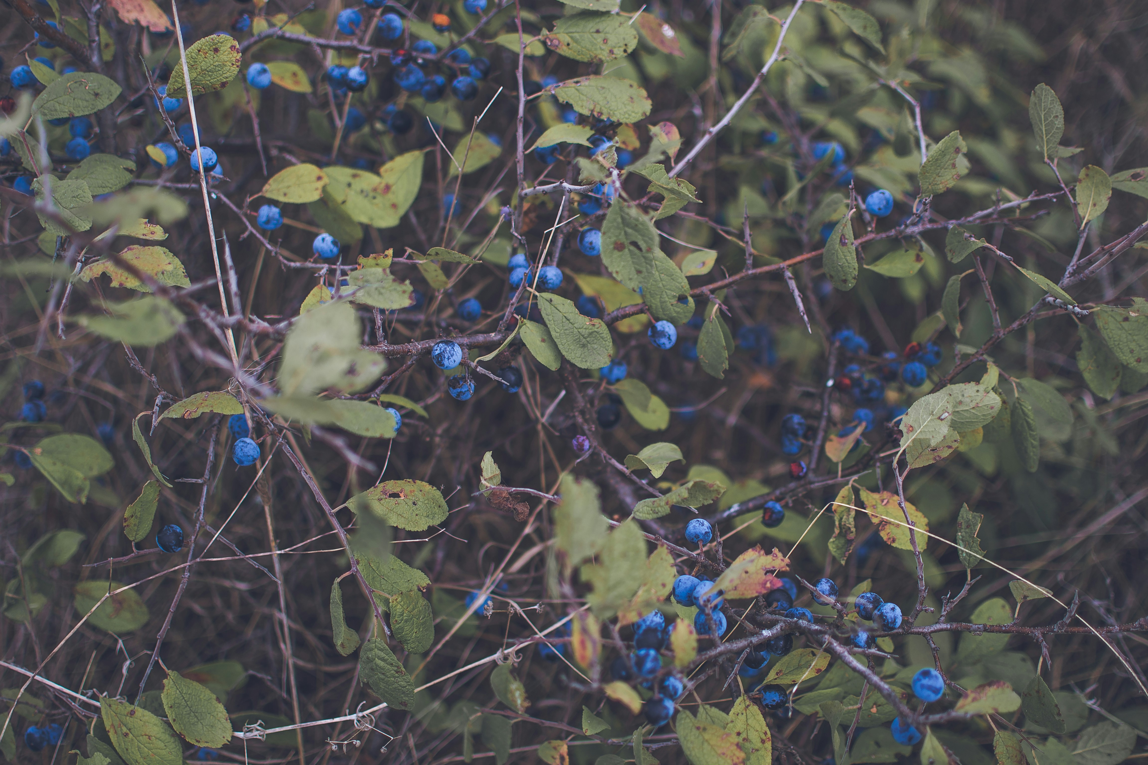 a group of blue berries on a bush
