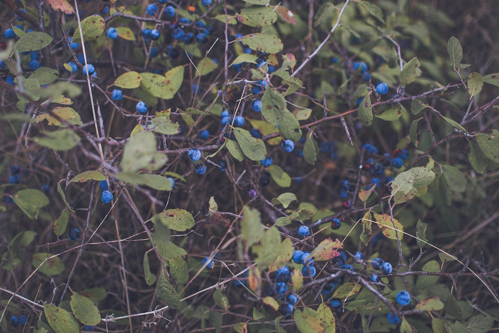 a group of blue berries on a bush