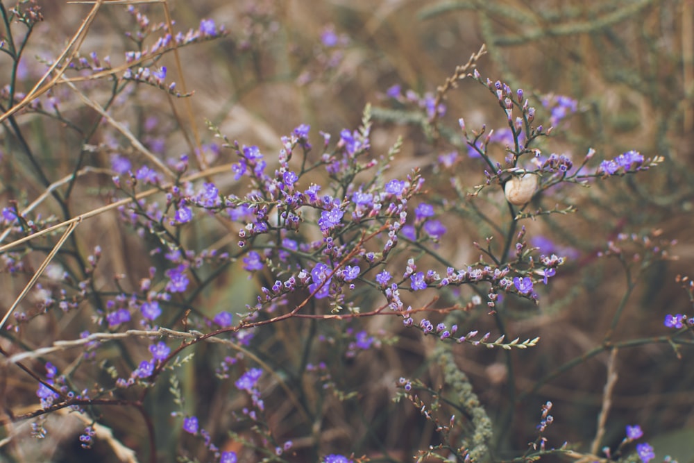 a close up of a tree branch with purple flowers