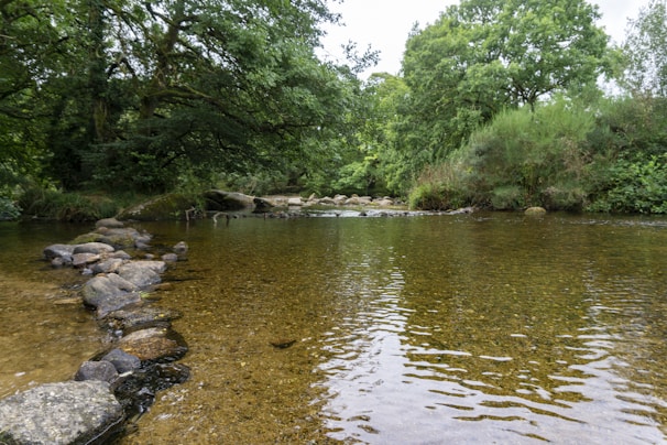 a river with rocks and trees