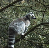 A curious ring-tailed lemur perched on a branch in a lush forest.