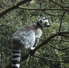 A close-up of a curious ring-tailed lemur perched on a sunlit branch.