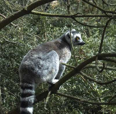 A curious ring-tailed lemur perched on a branch in a lush forest.