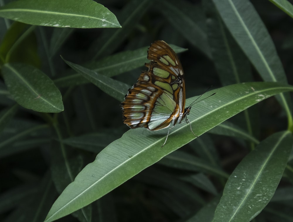 a butterfly on a leaf