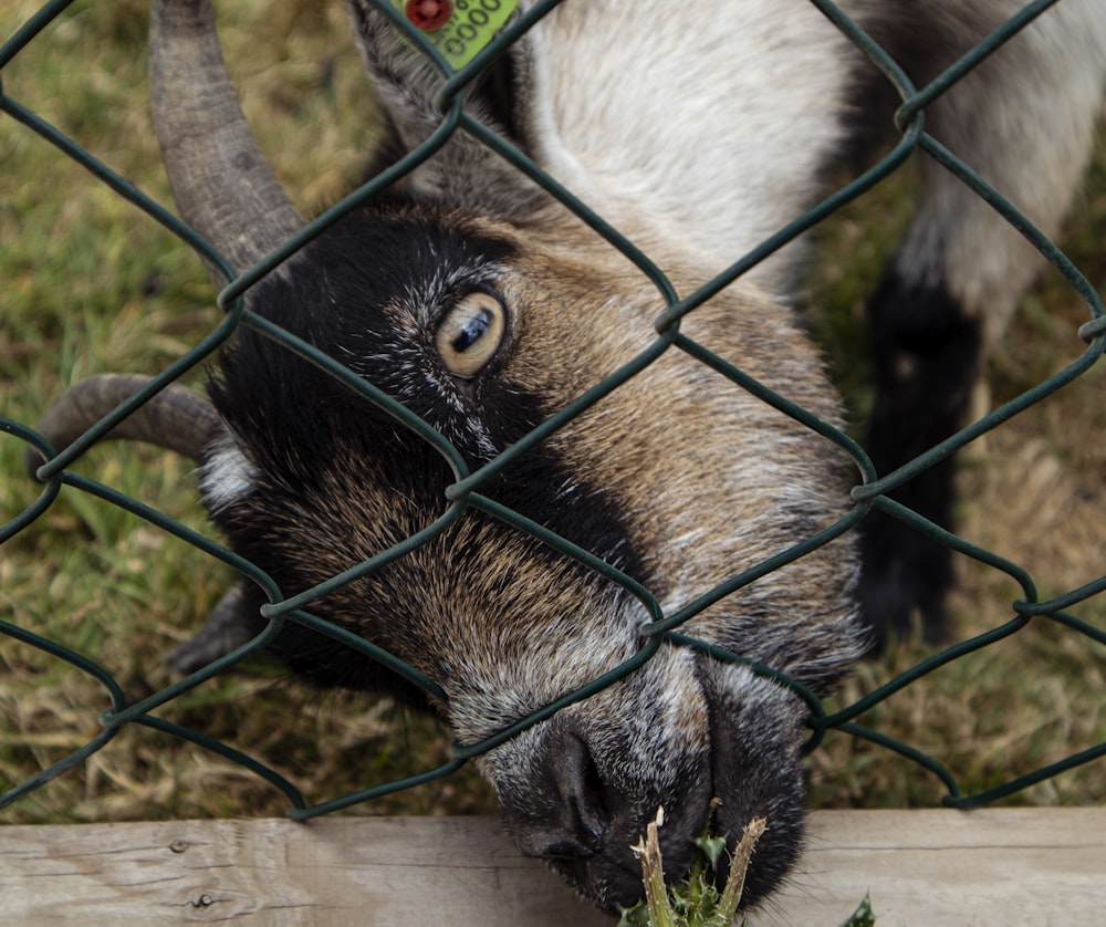 a black and white animal