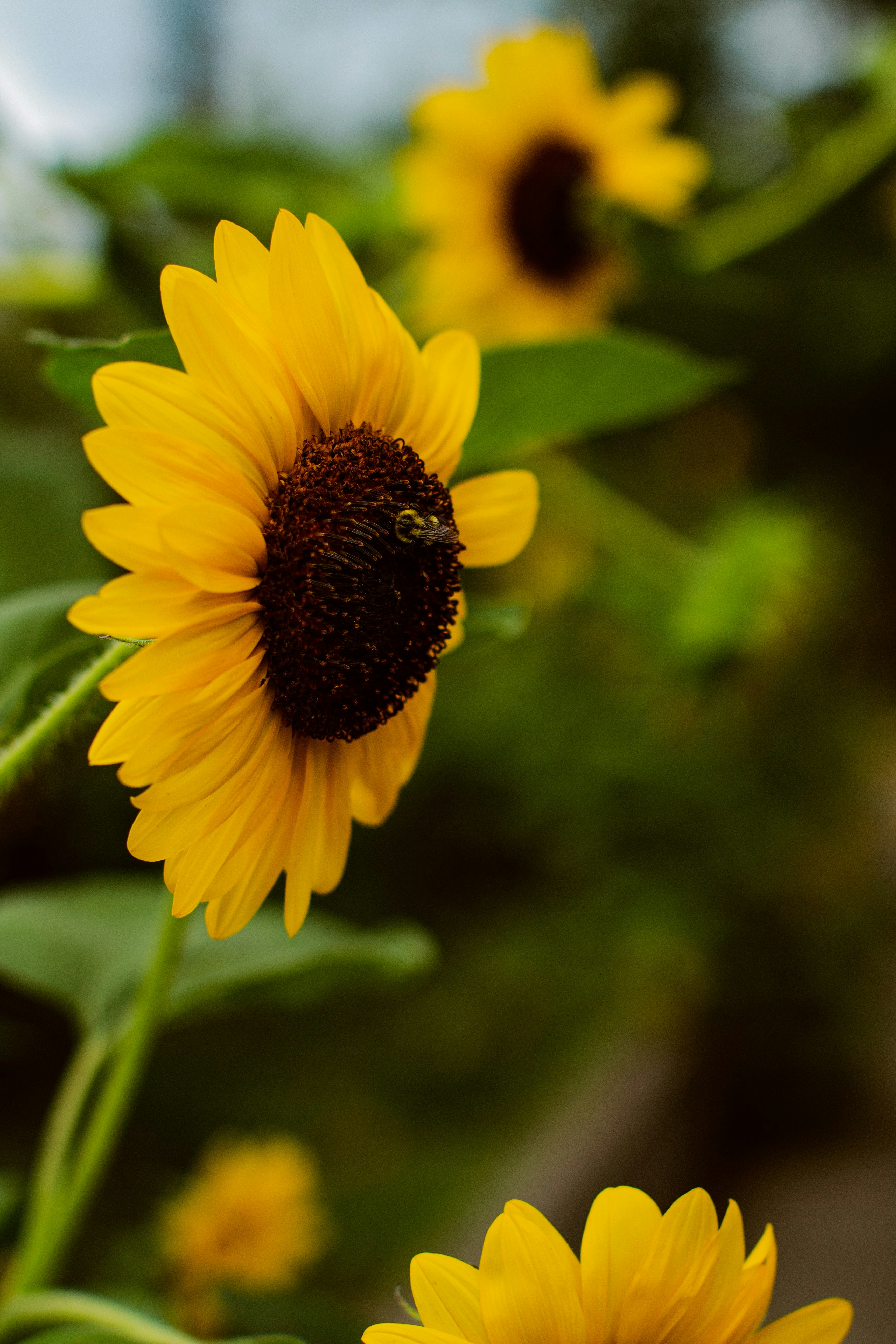 Photo by emmanuelphaeton