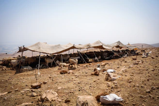 a group of animals outside