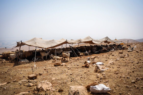 a group of animals outside