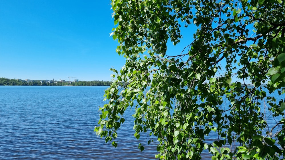 a tree next to a body of water