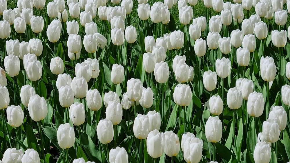 a field of white flowers