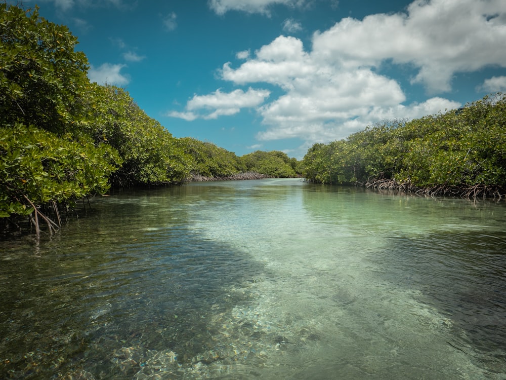 a river with trees on the side