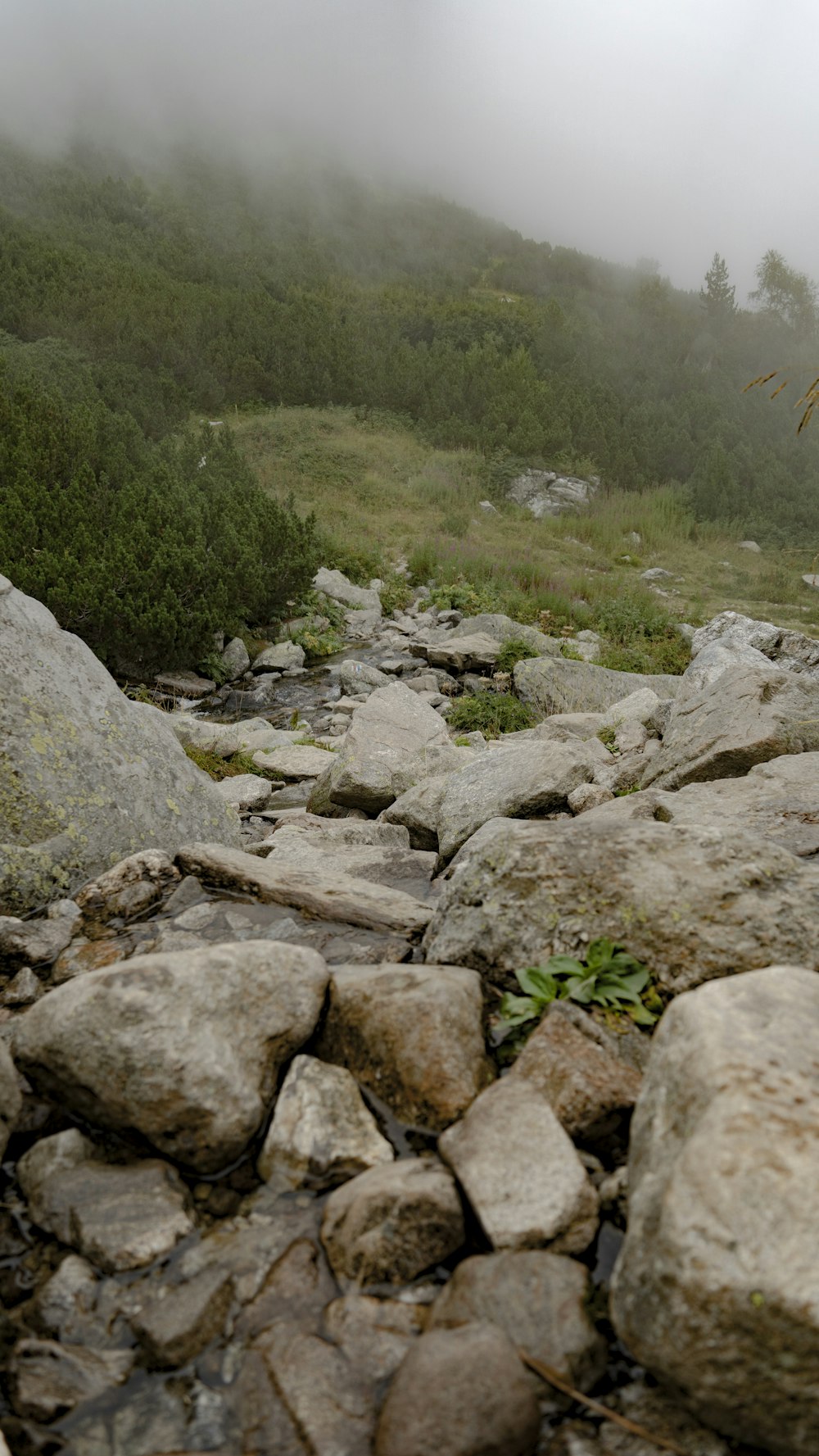 a rocky area with grass and trees