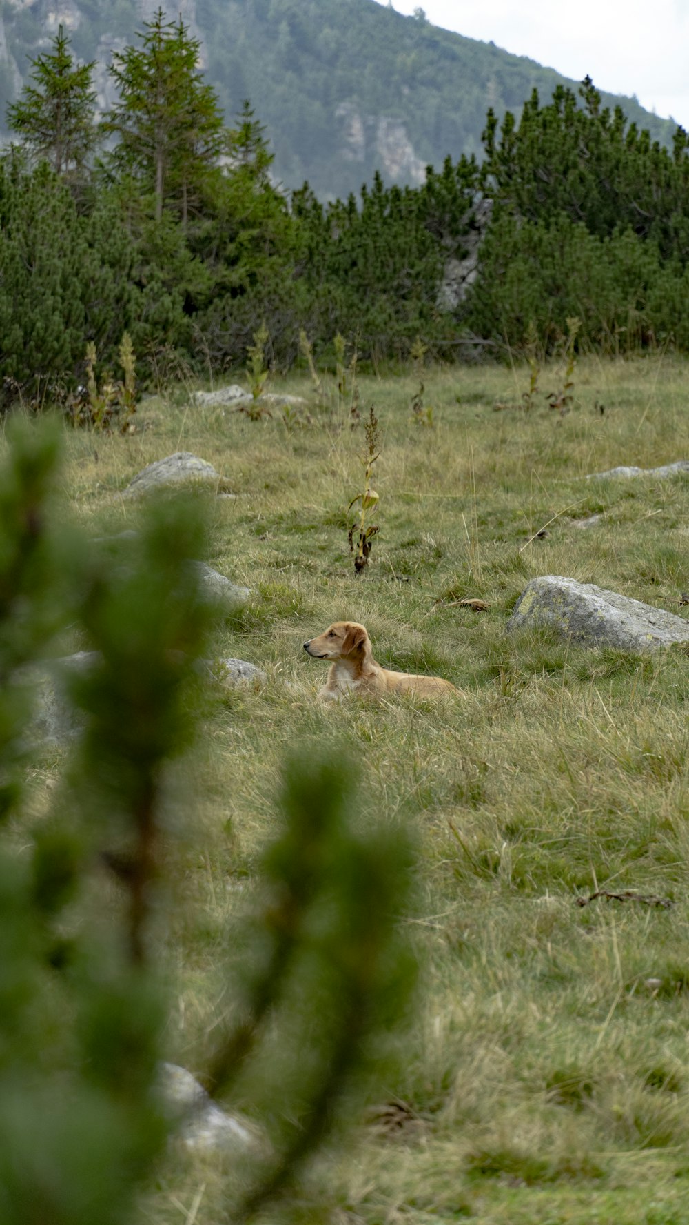 Ein Hund sitzt auf einem grasbewachsenen Feld