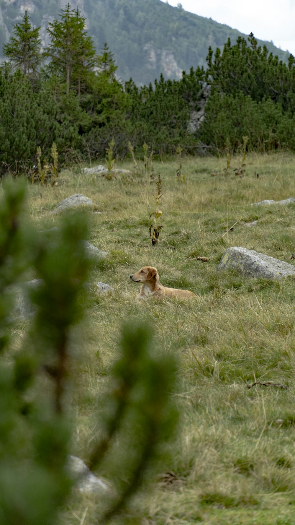 a dog sitting in a grassy field