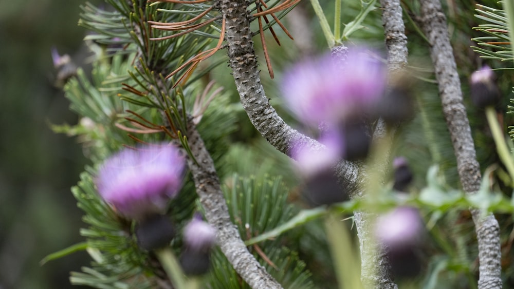 purple flowers on a branch