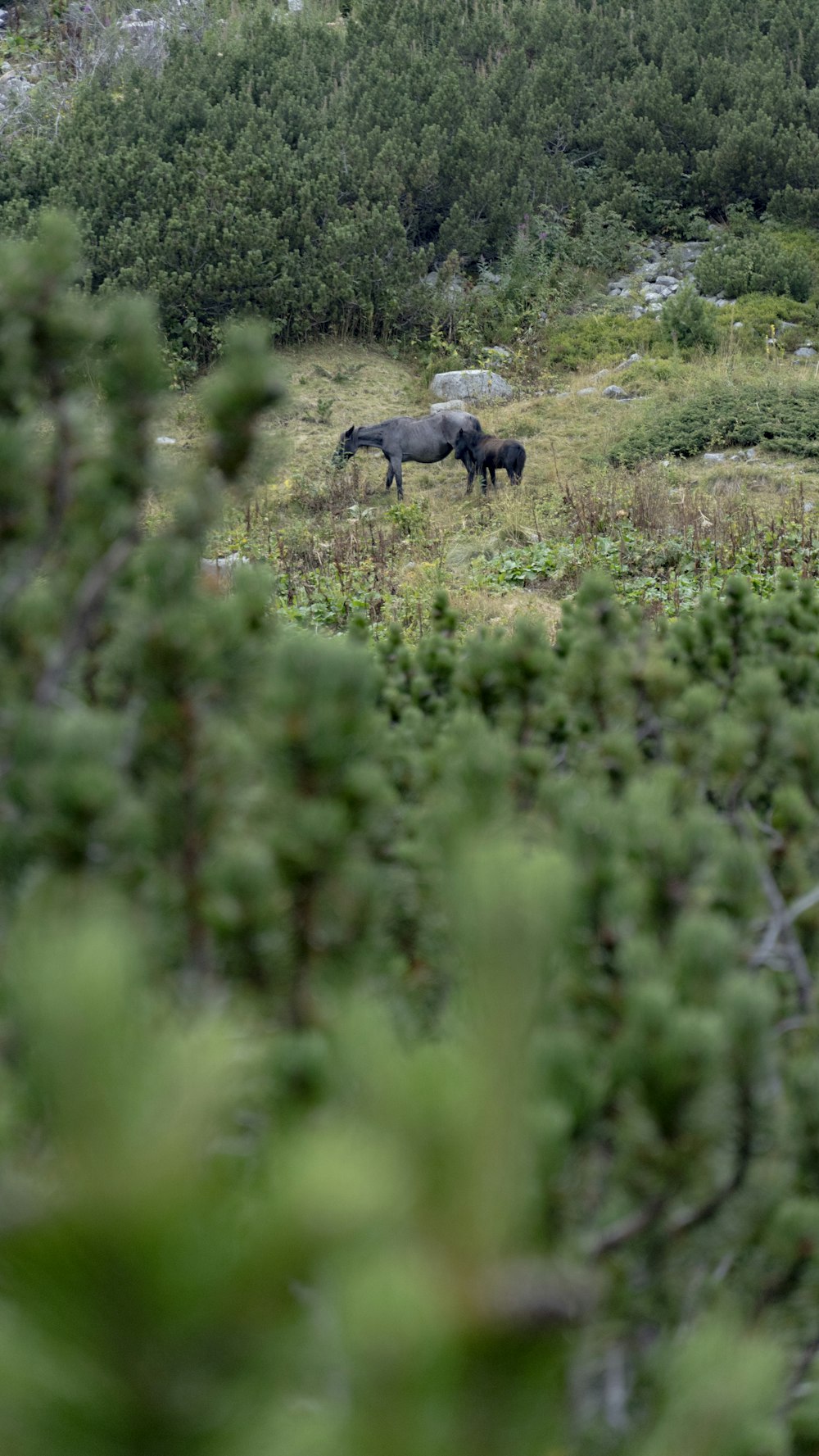 a group of animals stand in a grassy field