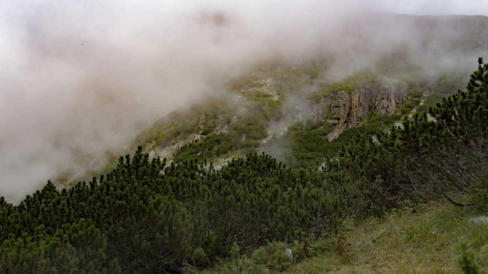 a forest with fog