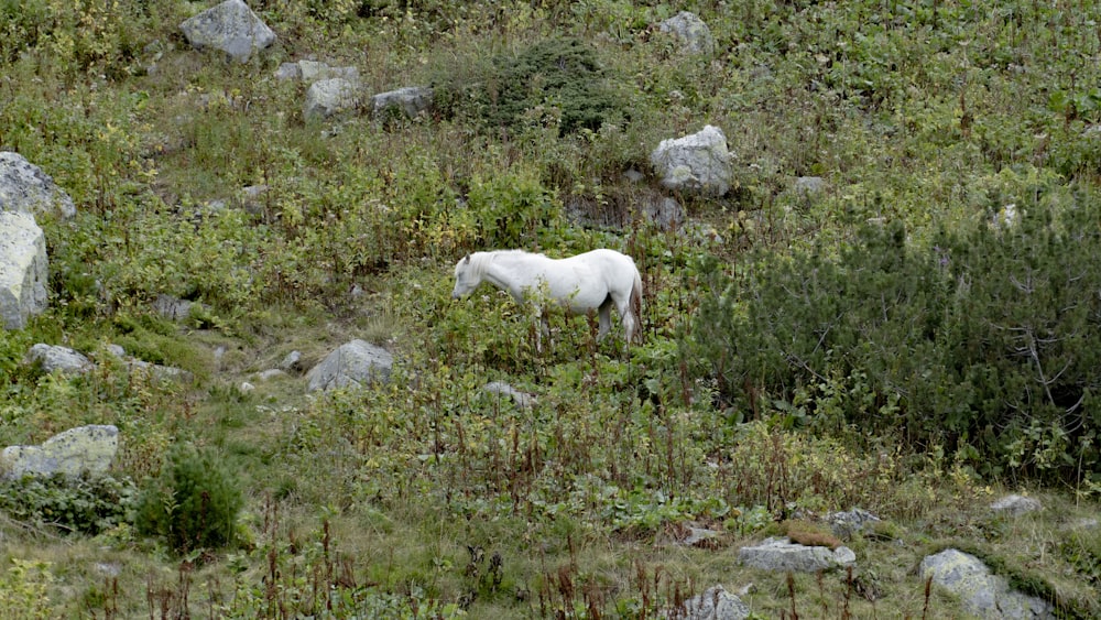 a couple of horses stand in a grassy field