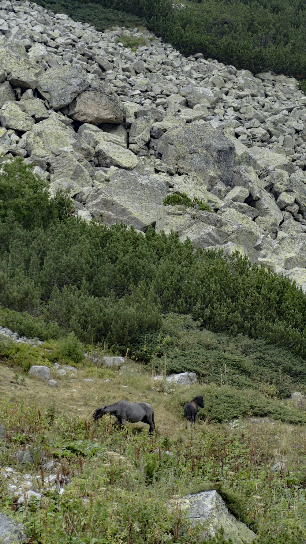 a group of animals stand near each other