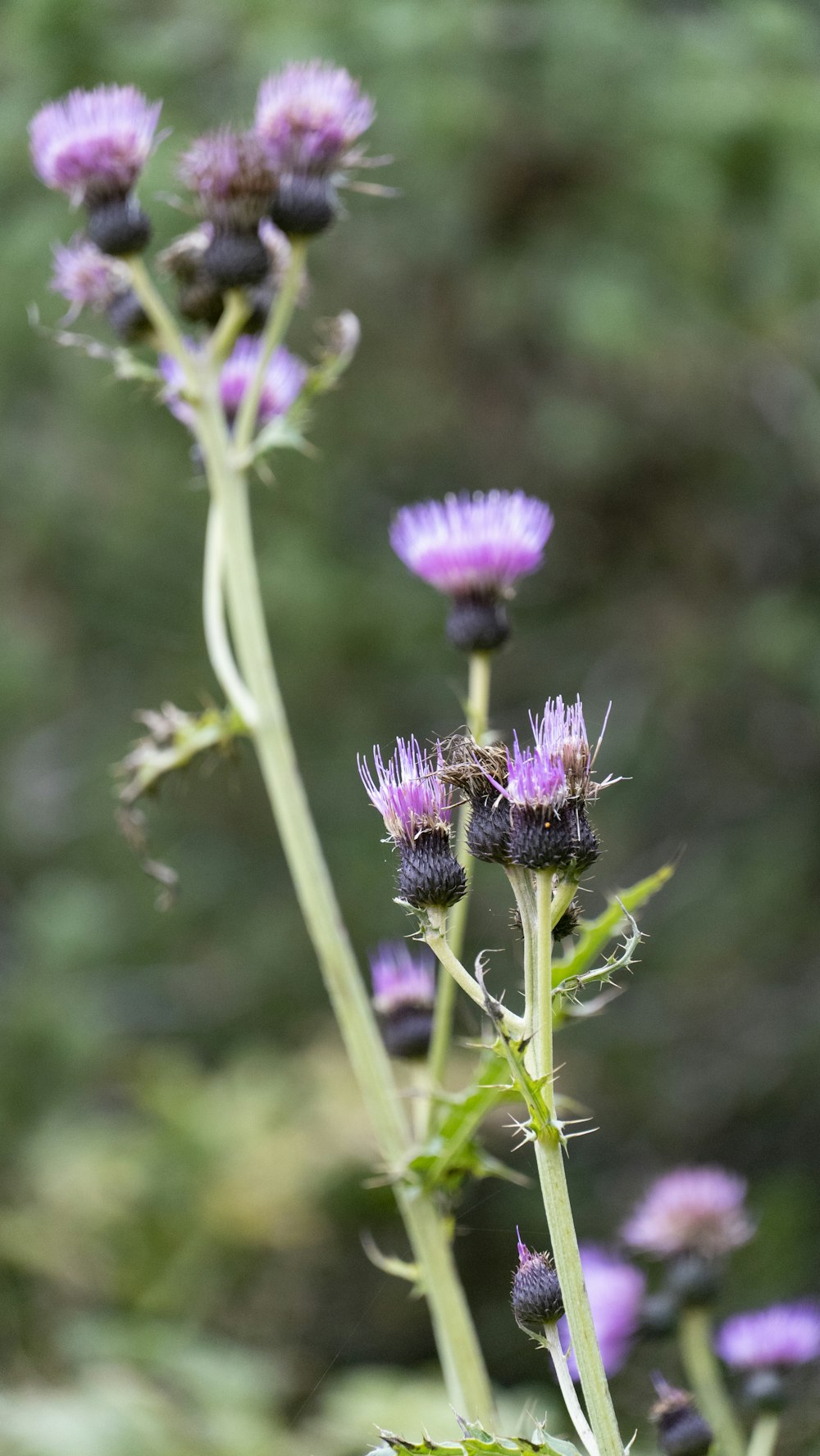 a close up of a flower