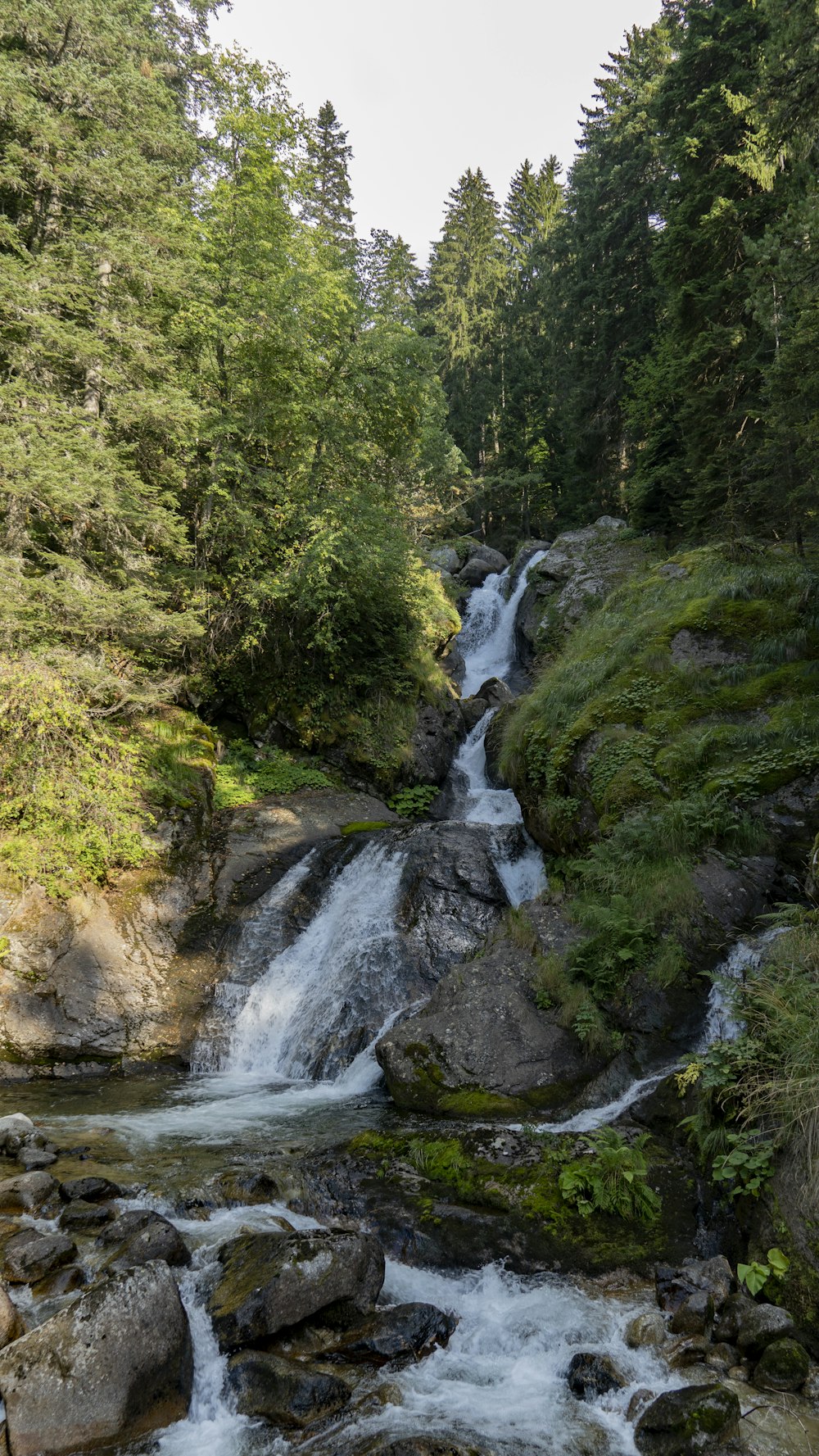 a river running through a forest