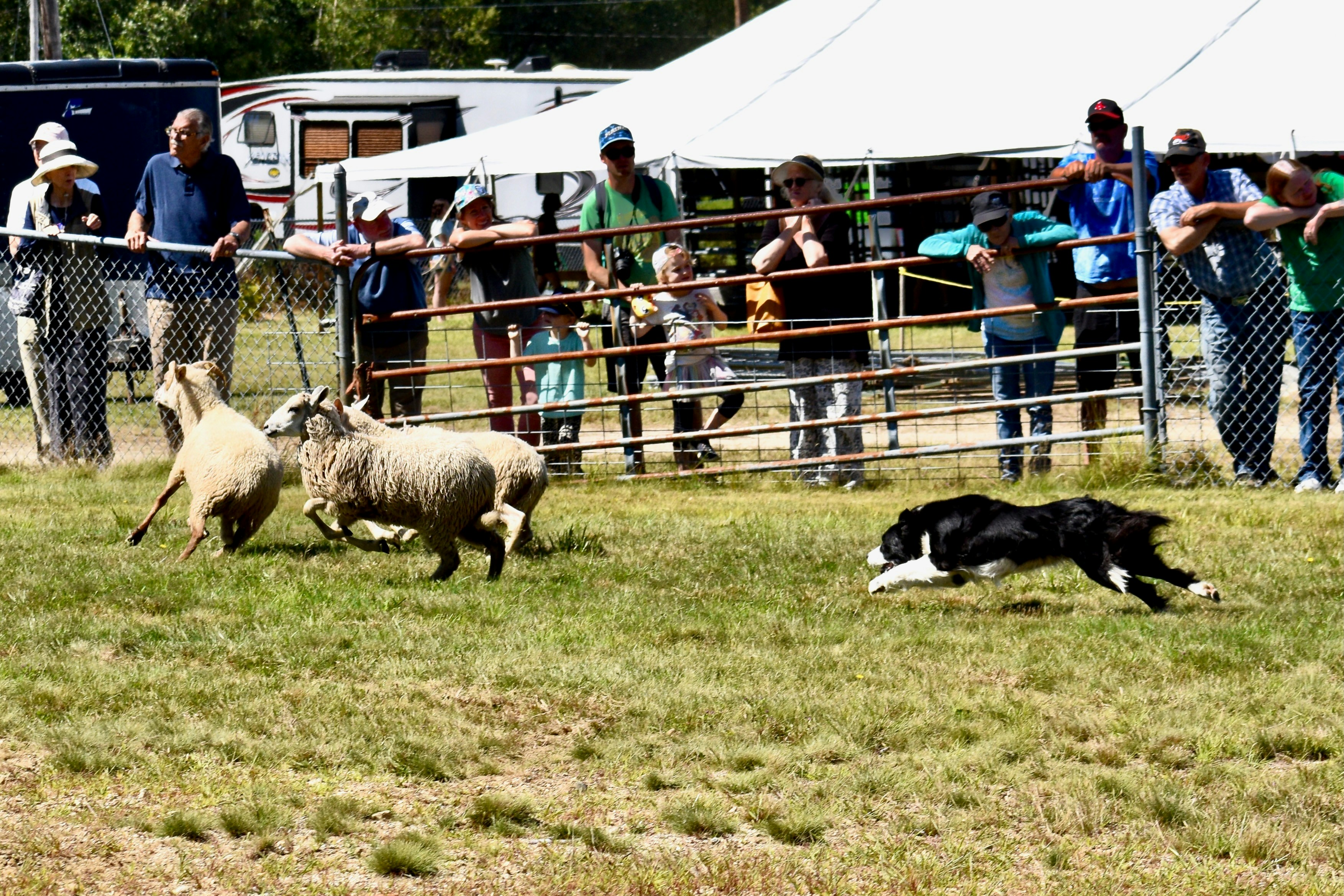 El arte del pastoreo: cómo los perros pastor mueven ovejas y vacas con inteligencia y respeto