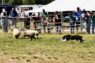 A herding dog is actively chasing three sheep across a grassy enclosed space. A group of people stand and watch behind a chain-link fence, with tents and vehicles in the background.