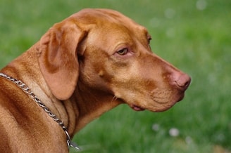 a dog with a chain on its neck