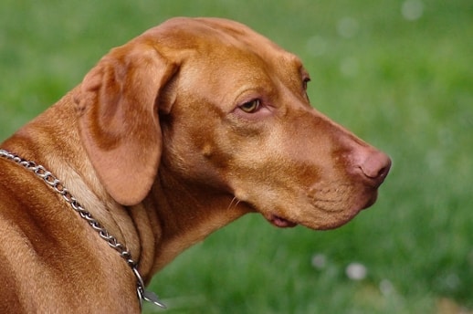 a dog with a chain on its neck