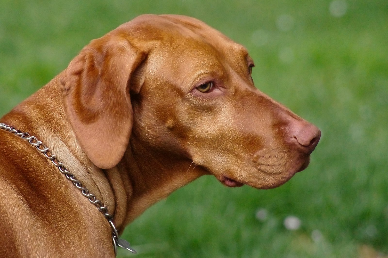 Feeding a Vizsla: Diet, Portions, and Mistakes to Avoid