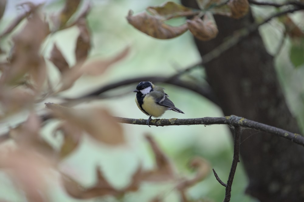 a bird sitting on a branch