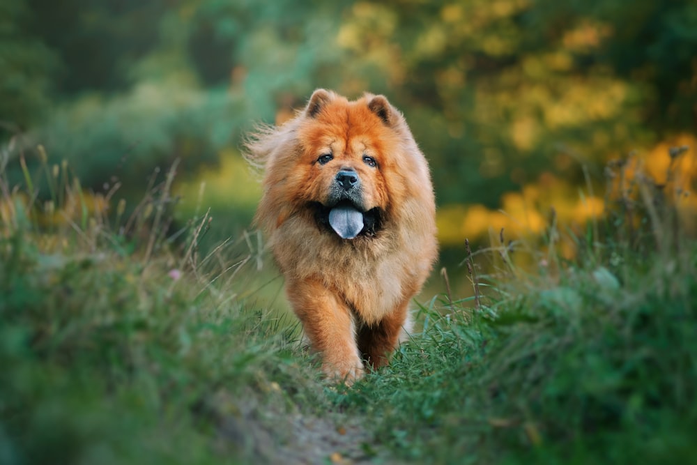 a dog running through grass