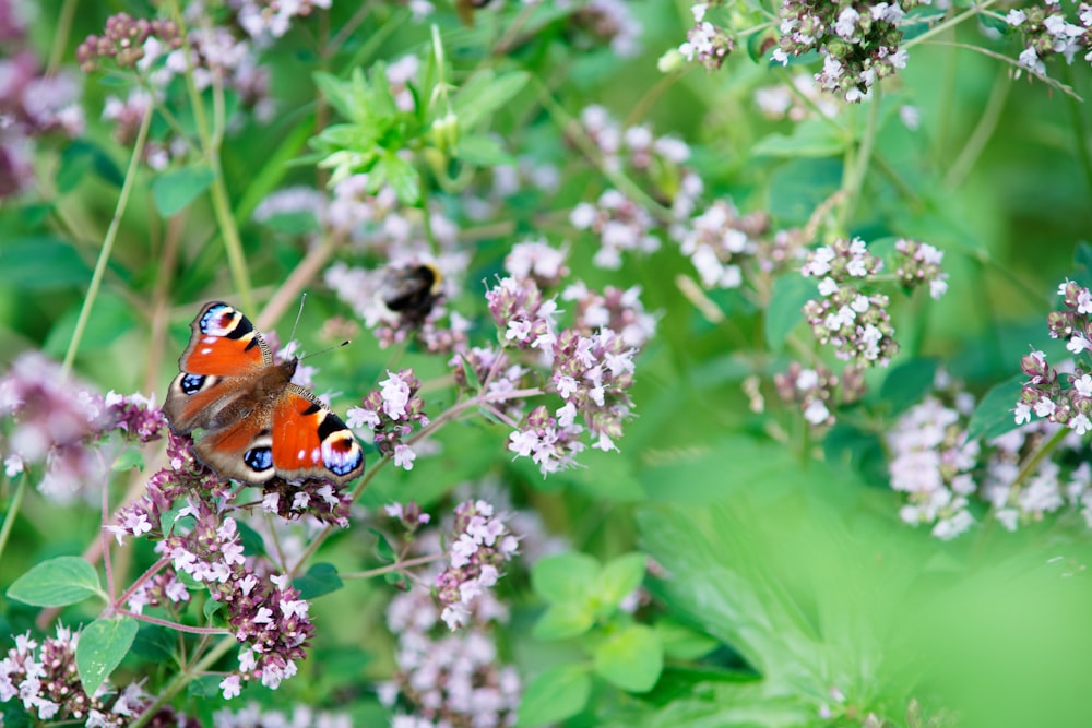 a butterfly on a flower