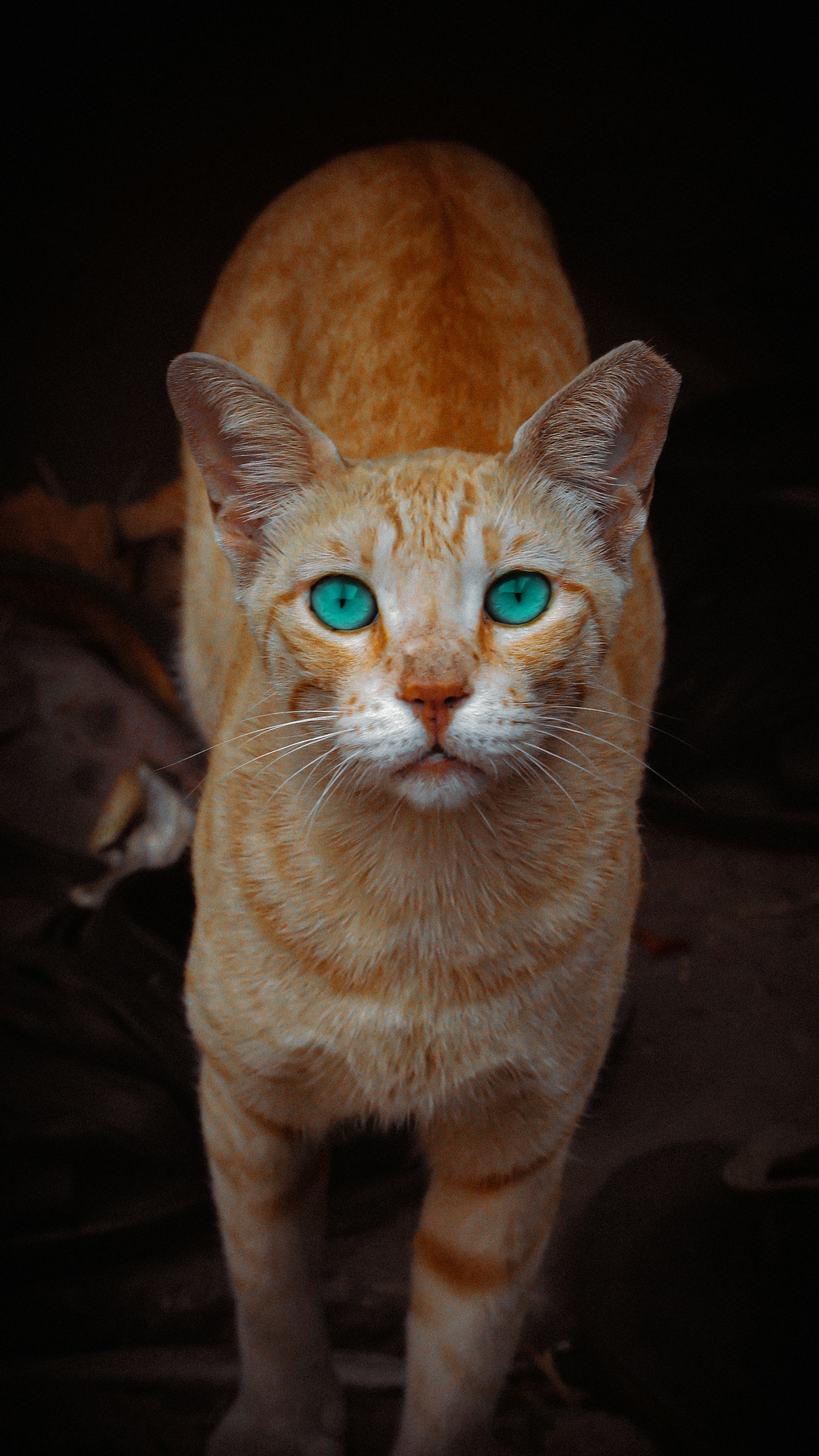 Un gato con sombrero