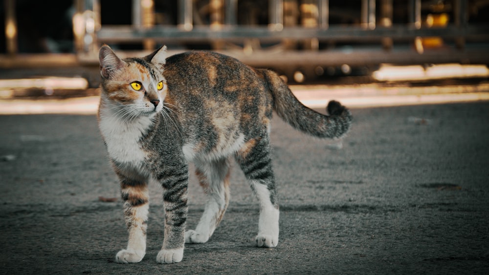 a cat walking on a road