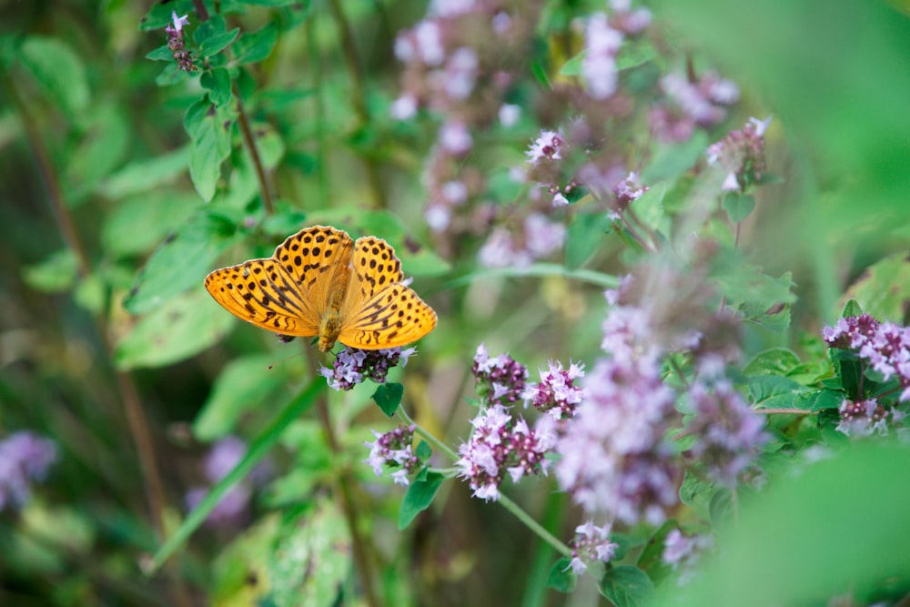 a butterfly on a flower