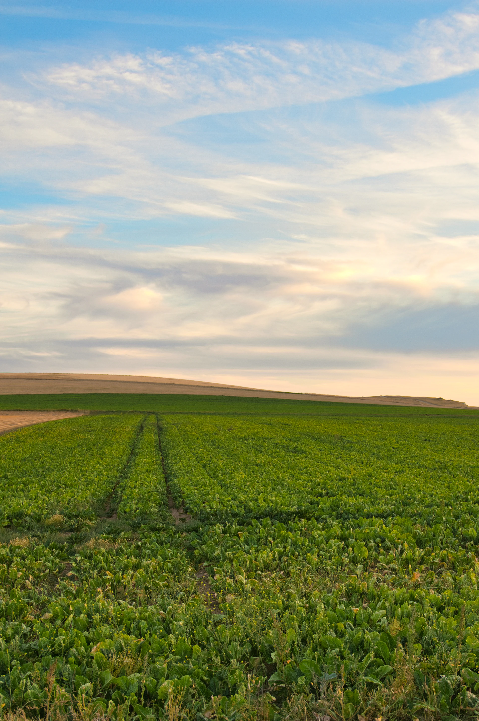 a field of green grass