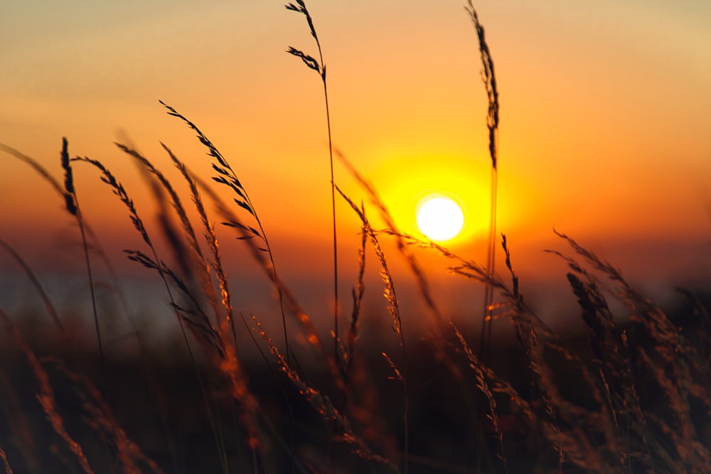 a field of wheat with the sun setting in the background