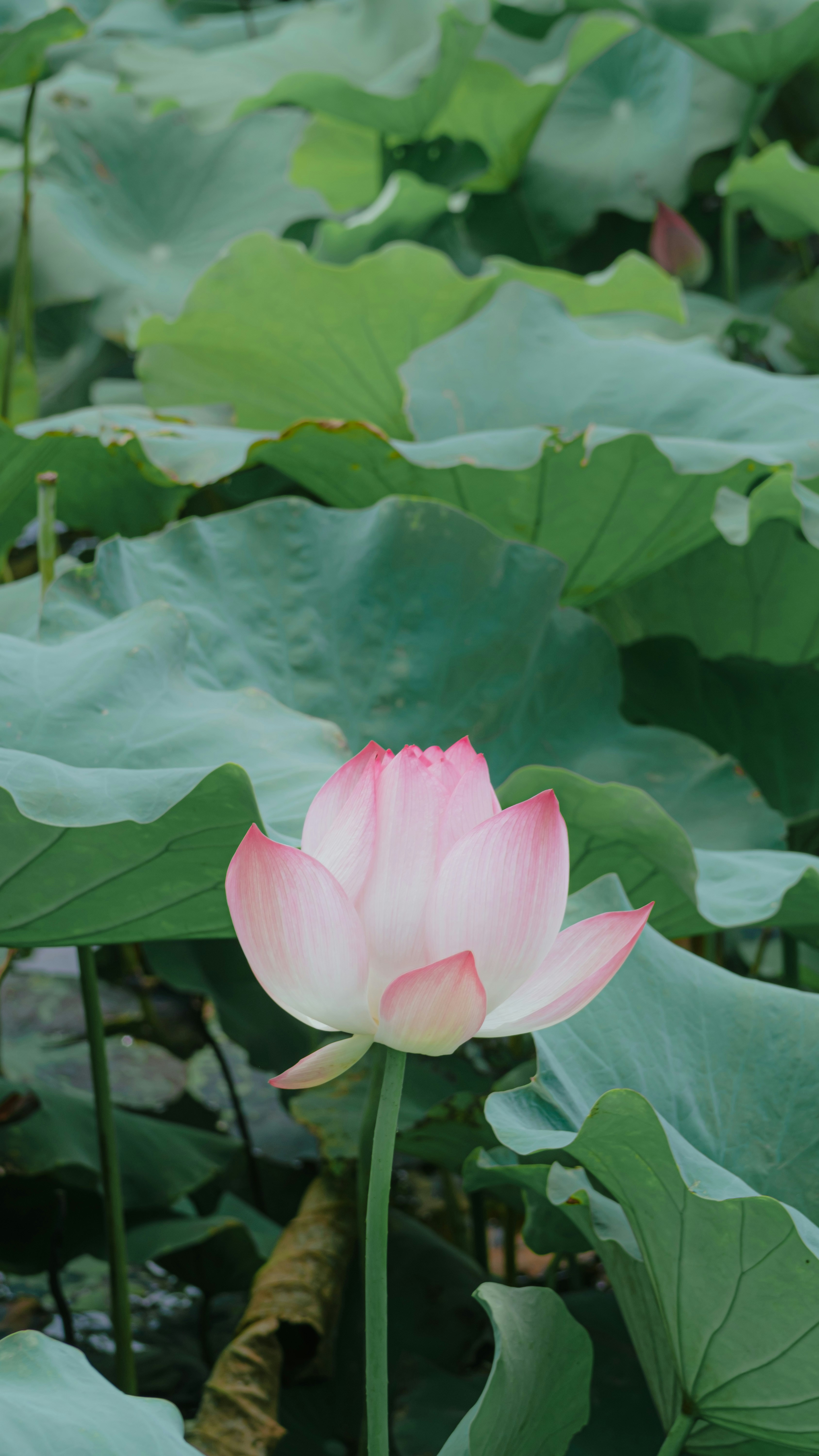 Photo by xiexianghua