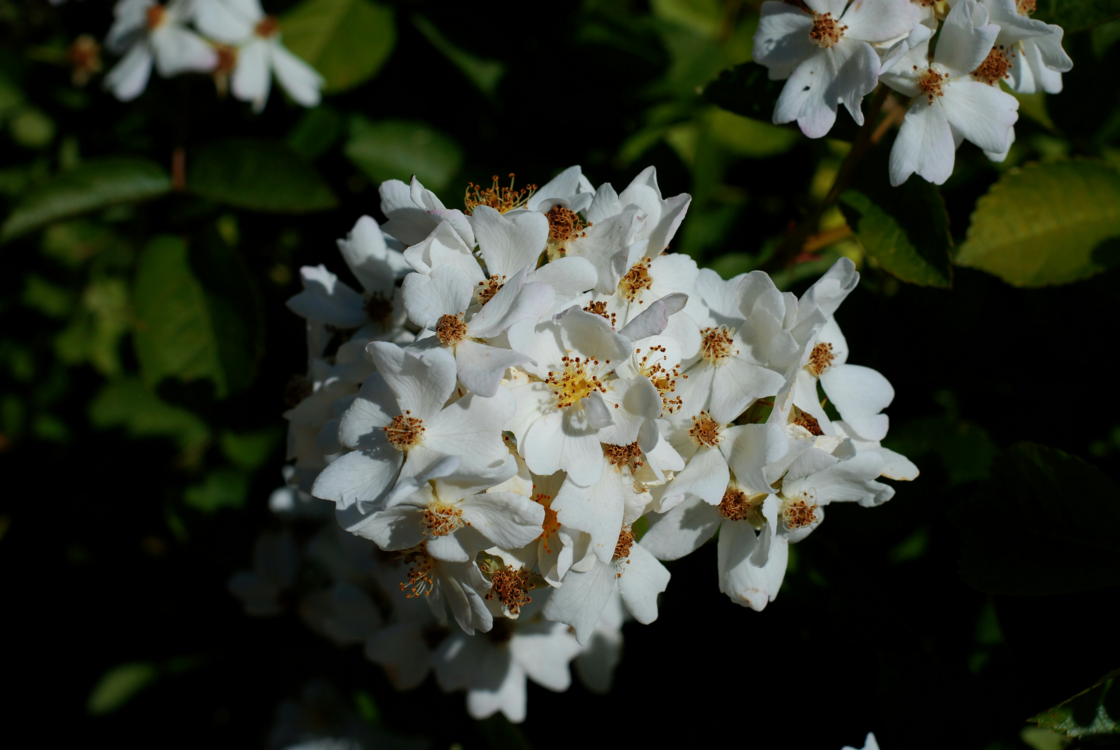 Photo by kovalskihelga