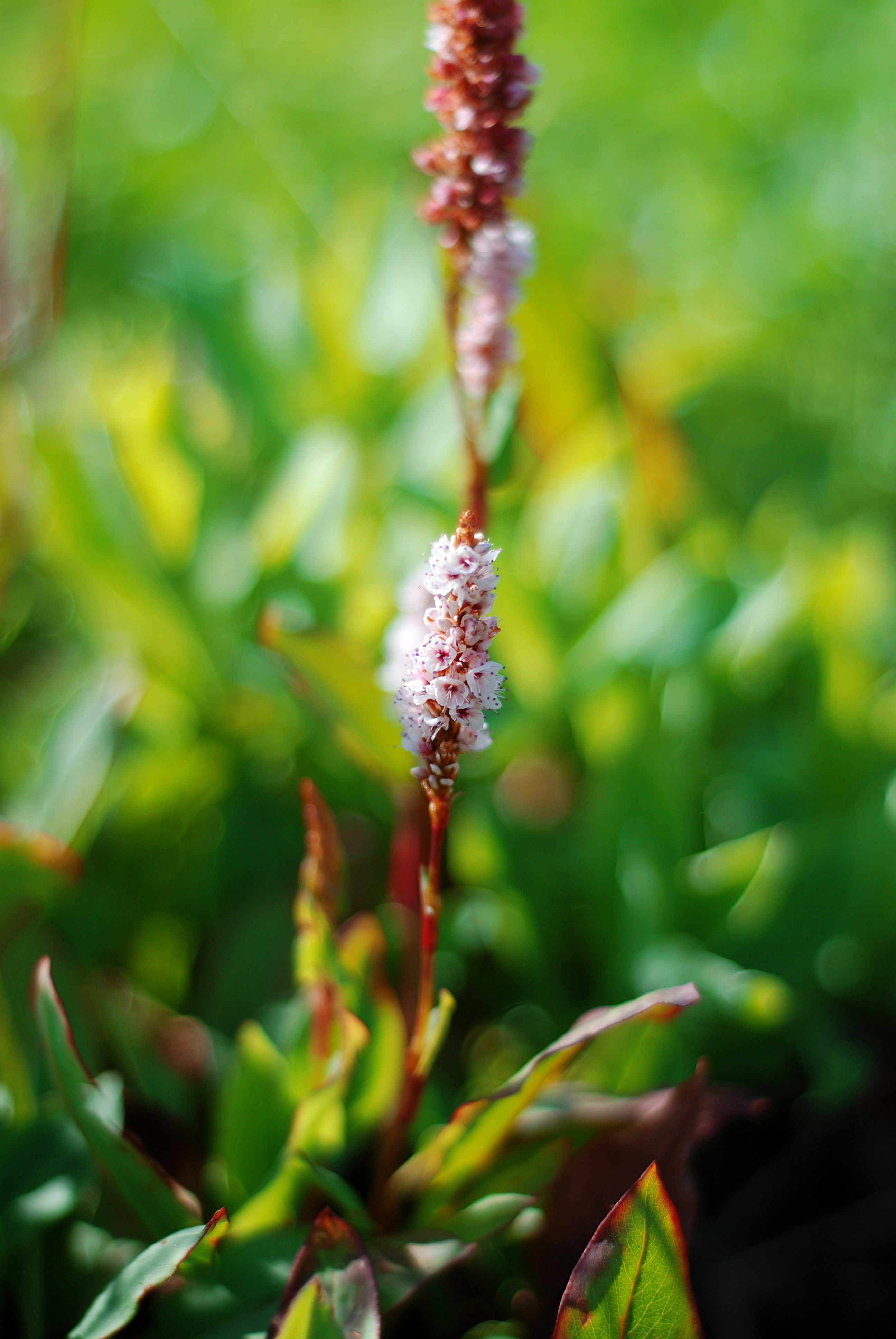 Photo by kovalskihelga