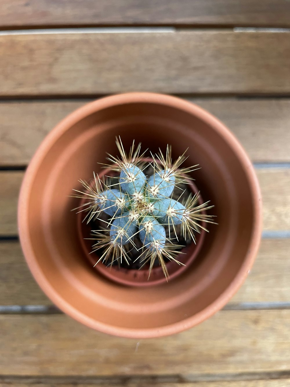 a cactus in a pot